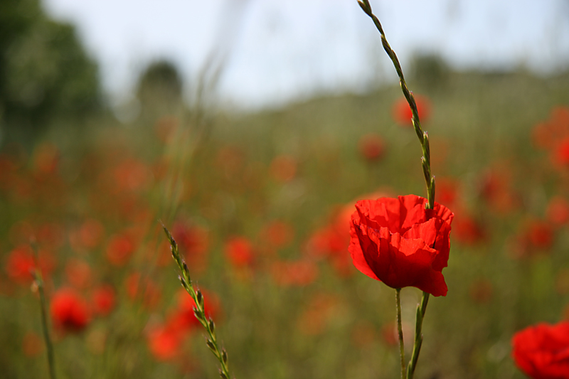 Mohn ... Mohn ... 01