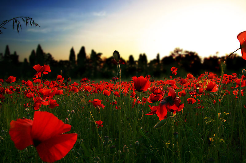 Mohn ... Mohn ... 03