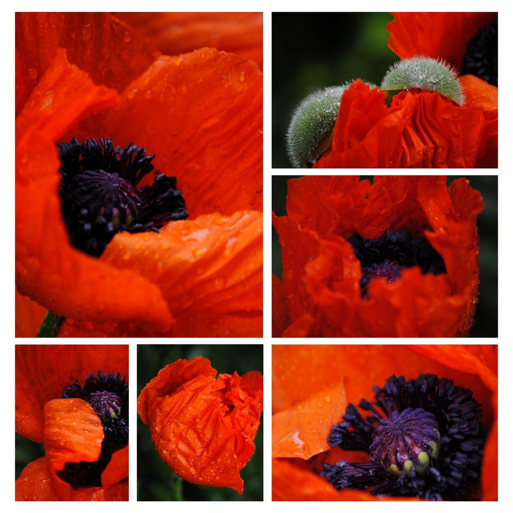 Mohn, Mohn .....