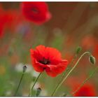 Mohn, Mohn.....