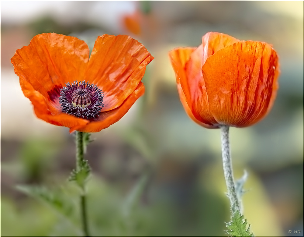 Mohn & Mohn