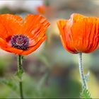 Mohn & Mohn