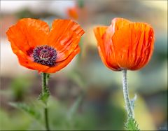 Mohn & Mohn