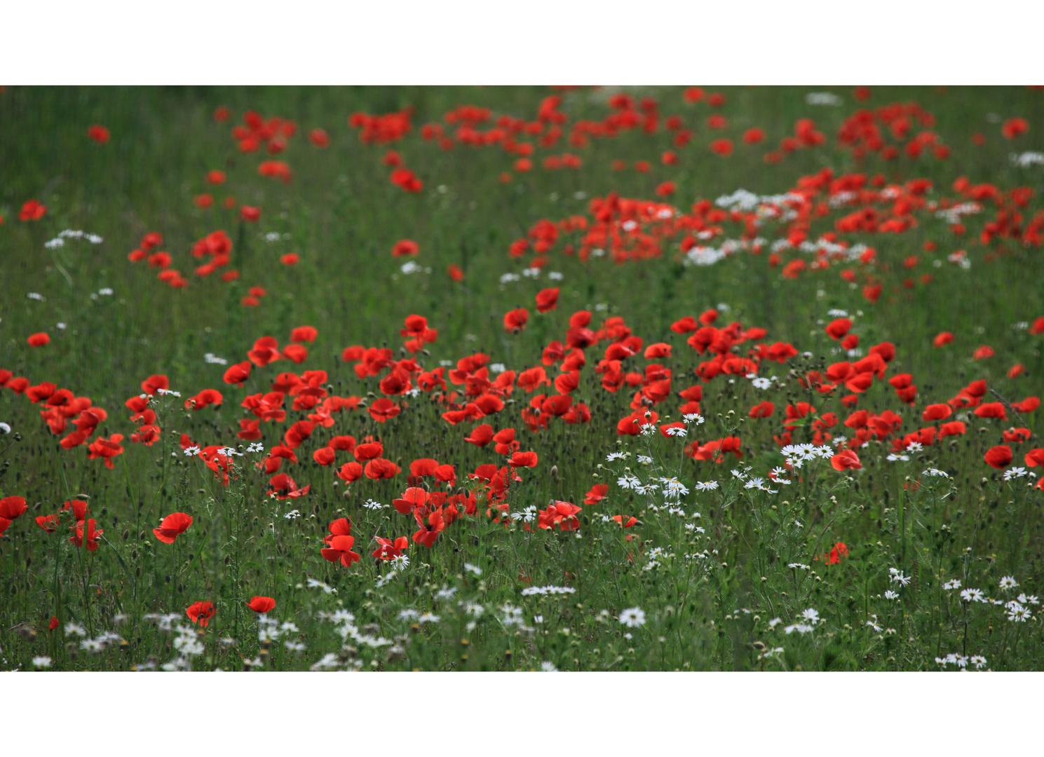 mohn, mohn, mo...