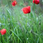 Mohn Mohn Mo..