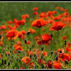 Mohn, Mohn, Mohn ...