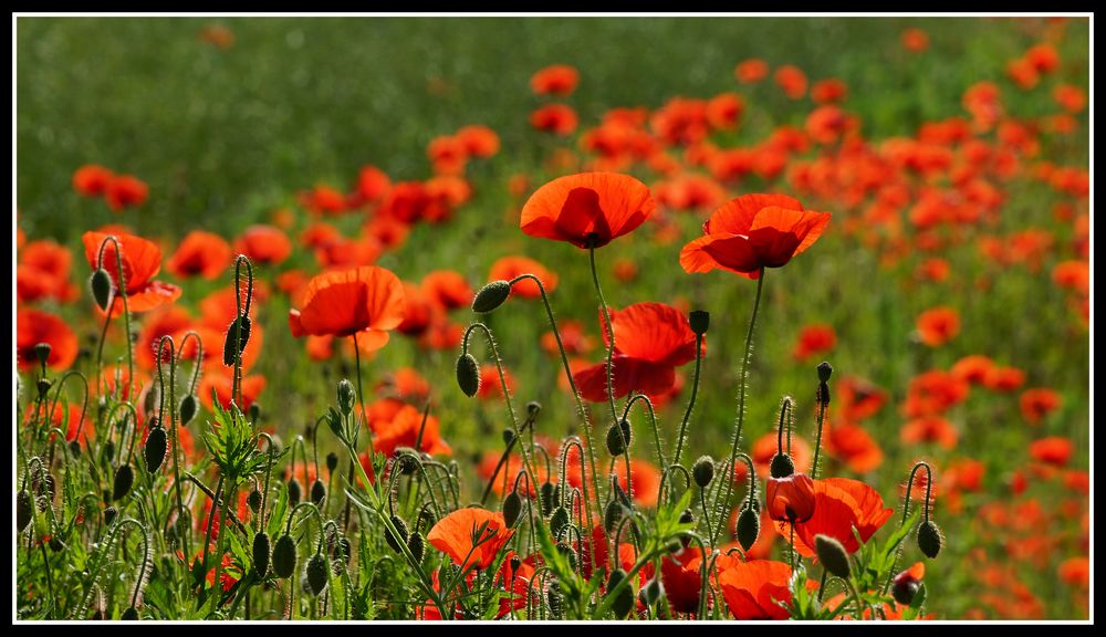 Mohn, Mohn, Mohn ...