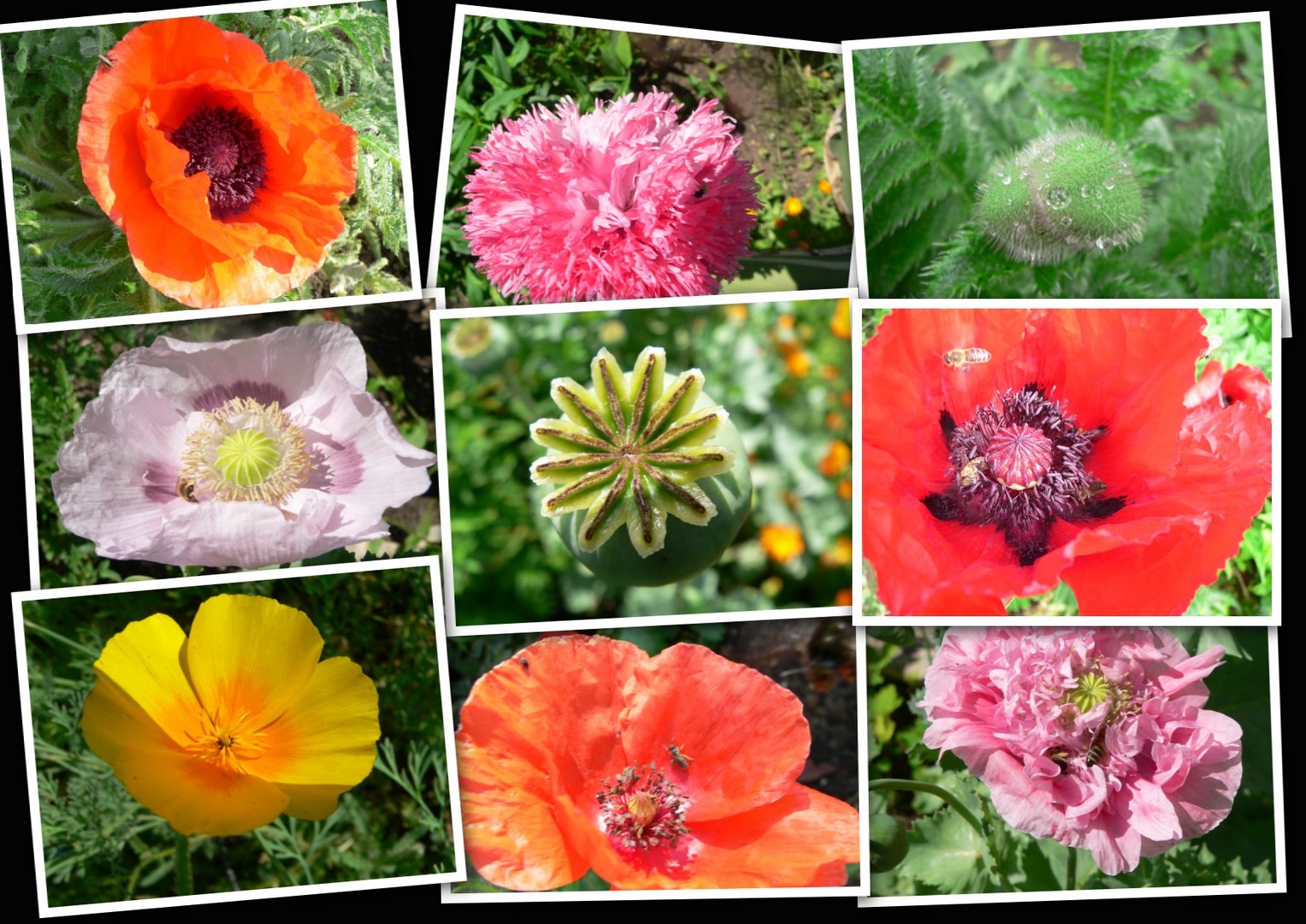 Mohn-Mohn-Mohn