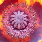 Mohn Mohn Mohn 2 Mohn