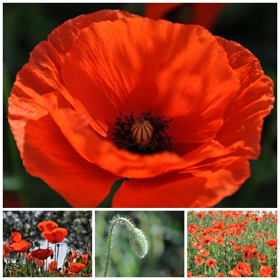 Mohn - Mohn - Mohn