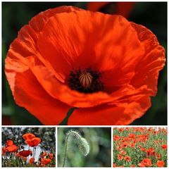 Mohn - Mohn - Mohn