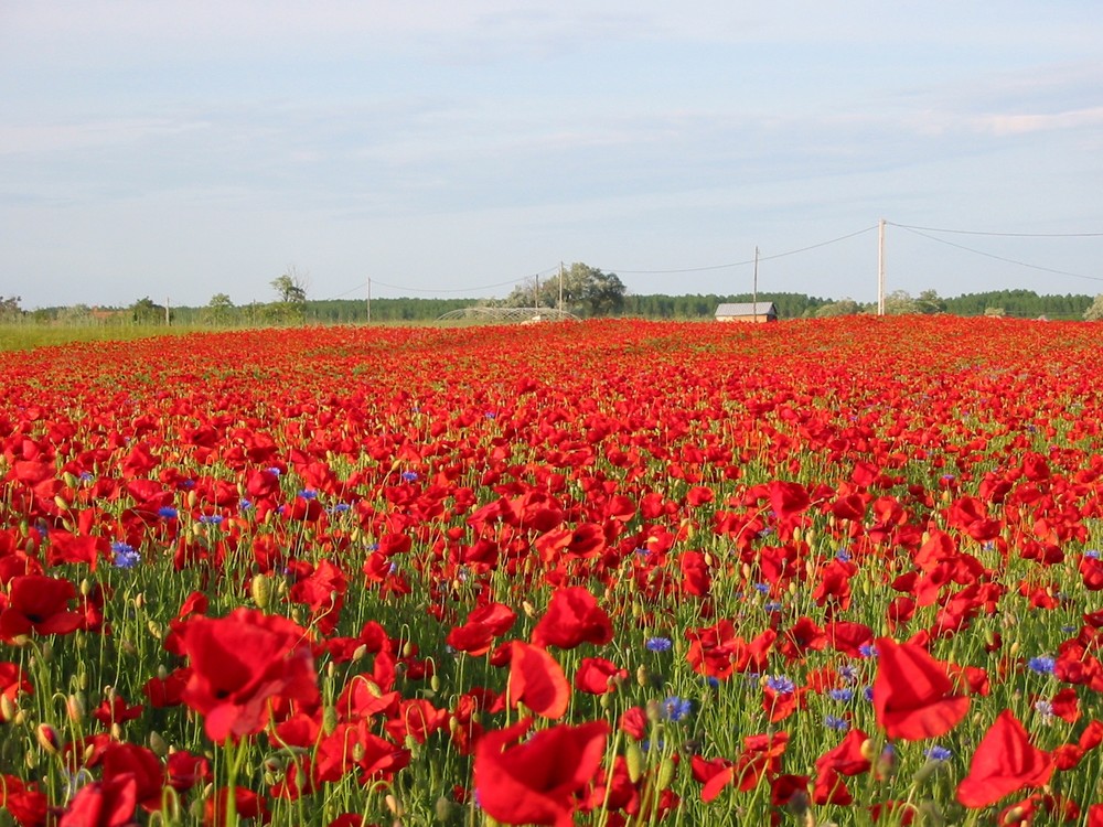 Mohn, Mohn, Mohn...