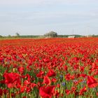 Mohn, Mohn, Mohn...