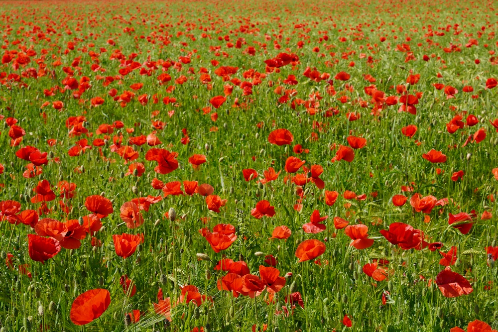 Mohn, Mohn, Mohn