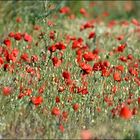 Mohn ...Mohn... Mohn