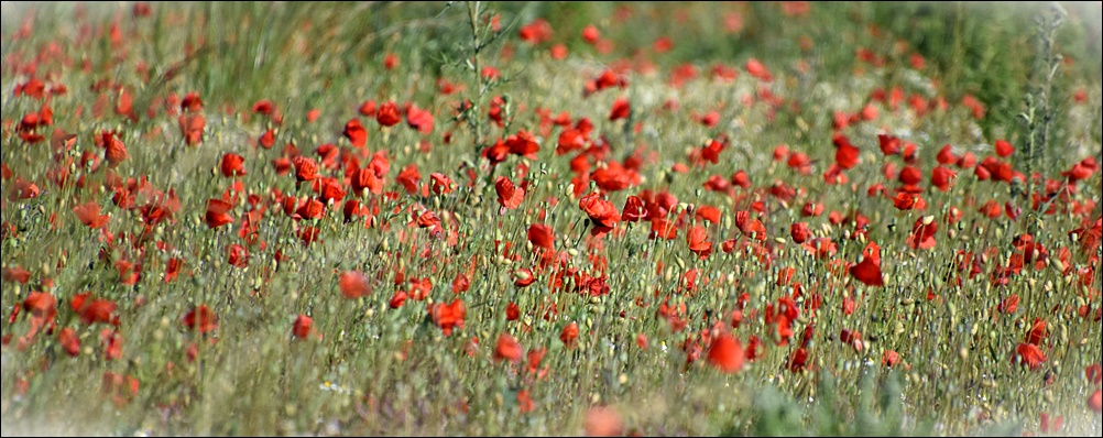 Mohn ...Mohn... Mohn