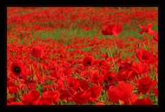 Mohn, Mohn, Mohn....