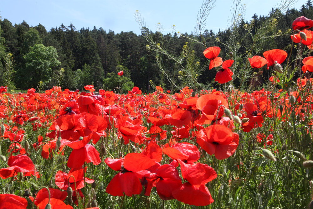 Mohn, Mohn, Mohn ...