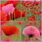 Mohn, Mohn, Mohn.....