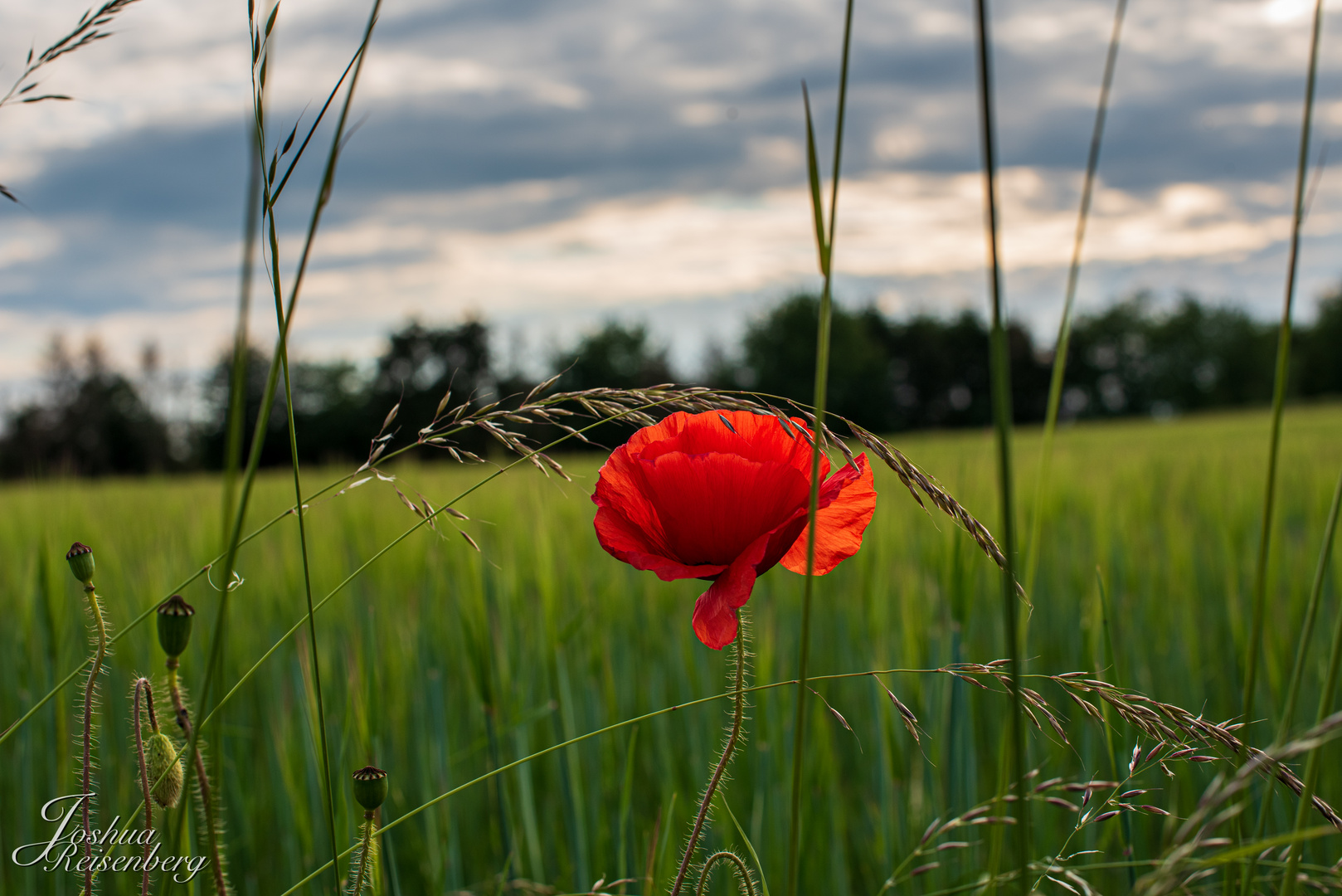 Mohn, Mohn, Mohn. 