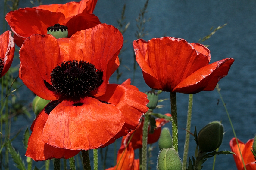 Mohn, Mohn, Mohn.............