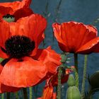 Mohn, Mohn, Mohn.............