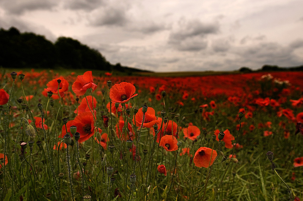 Mohn ~ Mohn ~ Mohn