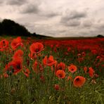 Mohn ~ Mohn ~ Mohn