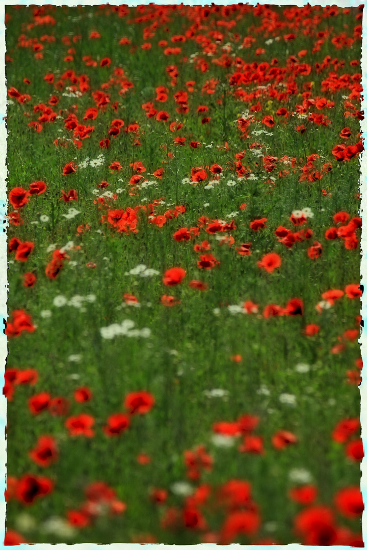 mohn-mohn-mohn-...