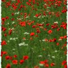 mohn-mohn-mohn-...