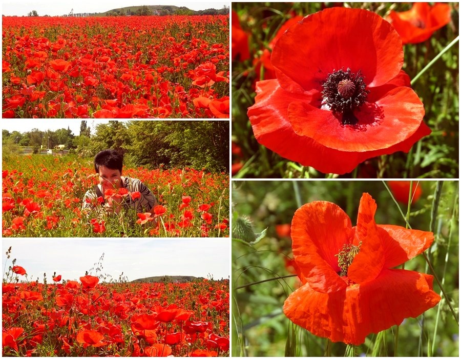 Mohn, Mohn, Mohn,