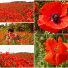 Mohn, Mohn, Mohn,