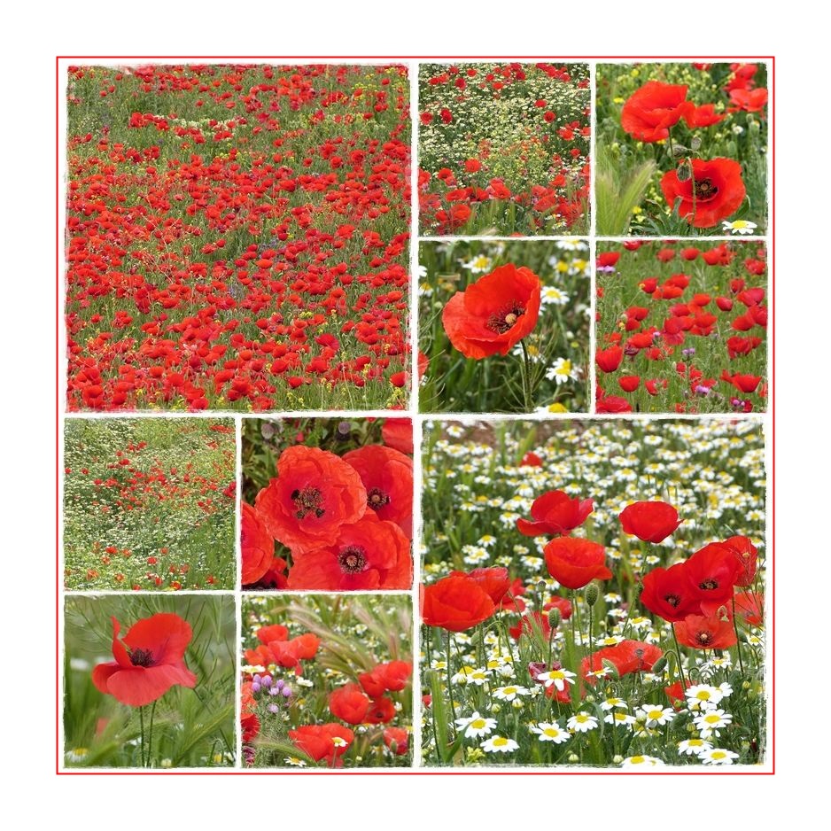 Mohn, Mohn Mohn ....