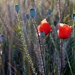 ~~~ Mohn - Mohn - Mohn ~~~