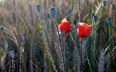 ~~~ Mohn - Mohn - Mohn ~~~