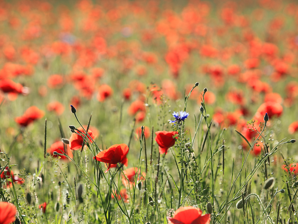 Mohn, Mohn , Mohn.... Kornblume