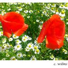 Mohn, Mohn und immer wieder Mohn .....