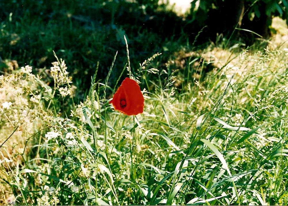 Mohn, Mohn und nochmal Mohn