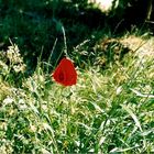 Mohn, Mohn und nochmal Mohn