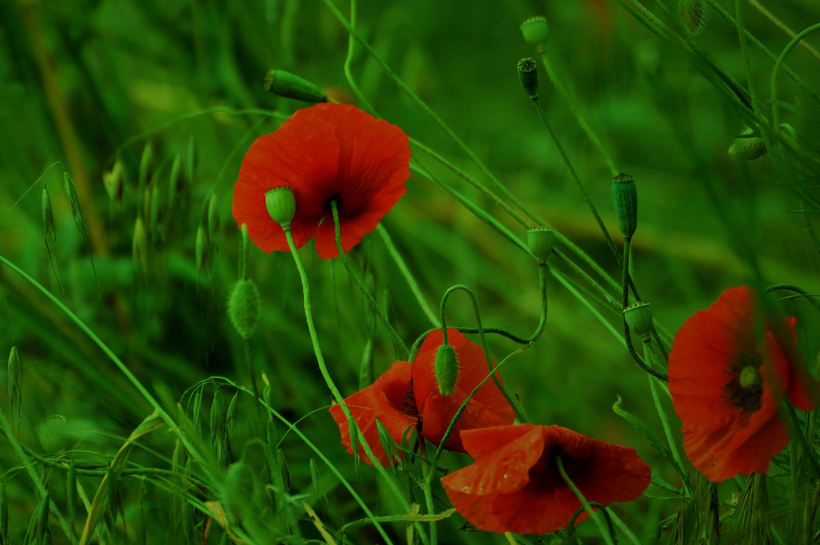 Mohn/ Mohnkapsel