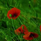 Mohn/ Mohnkapsel