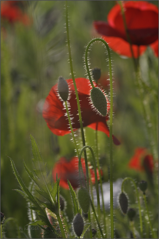 Mohn-Moment