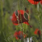 Mohn-Moment