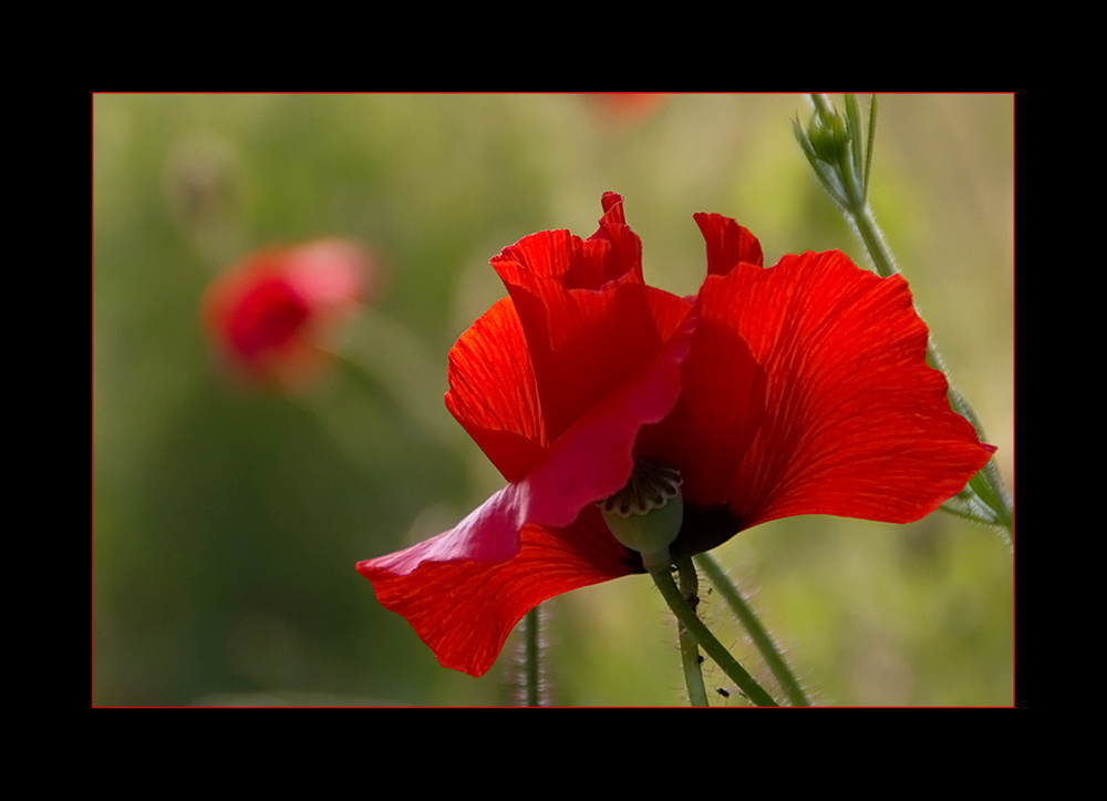 Mohn-Moment II