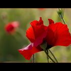 Mohn-Moment II