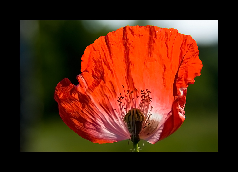 Mohn-Moment III