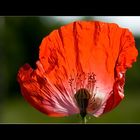 Mohn-Moment III