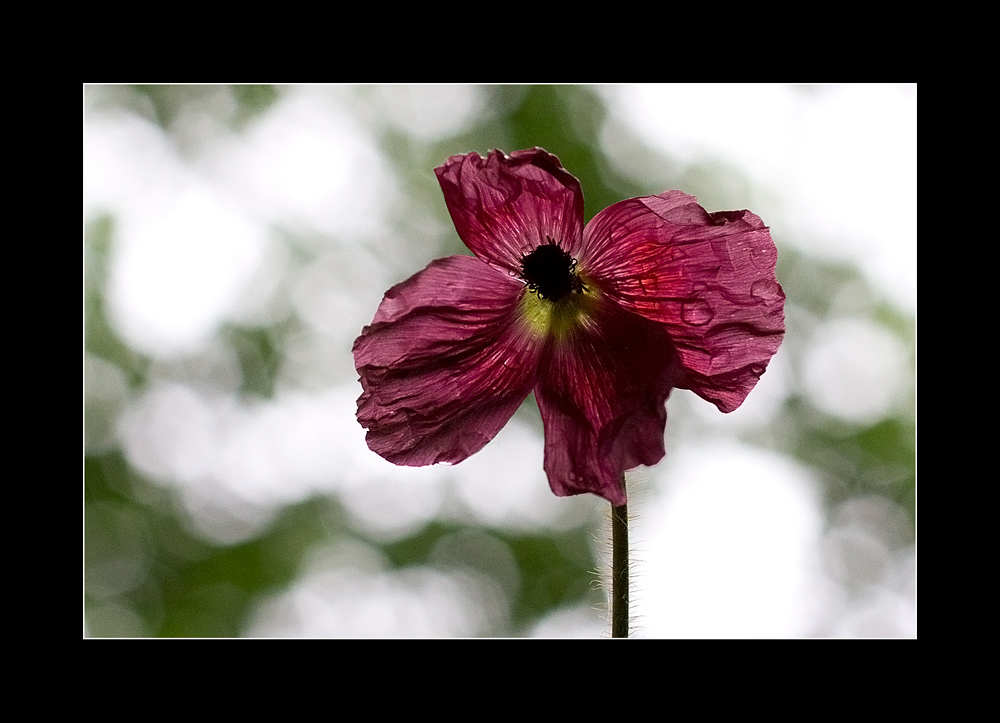 Mohn-Moment IV