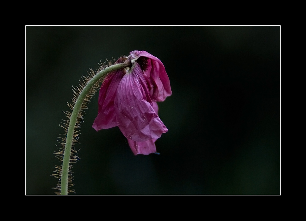 Mohn-Moment V