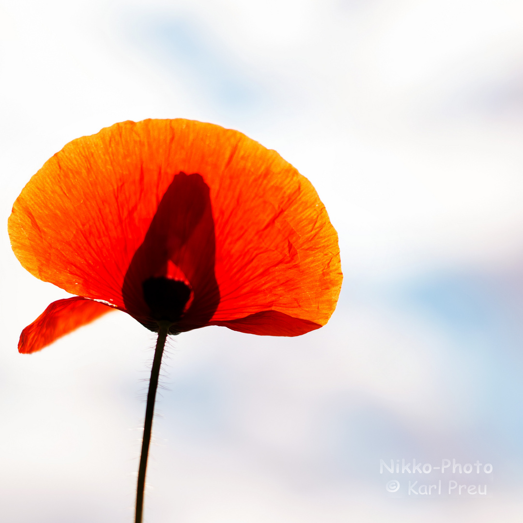 Mohn Mono